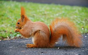 Cute animal, red squirrel, tail wallpaper thumb