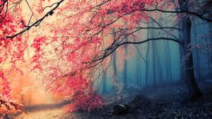 Beautiful autumn tree red leaves in the forest wallpaper thumb