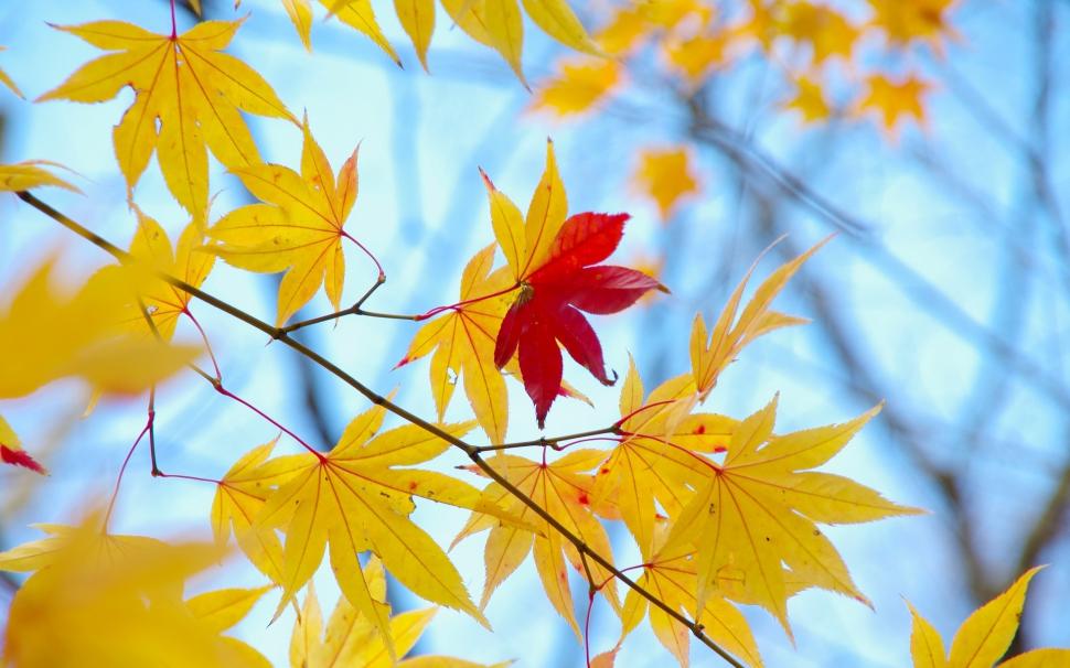 Yellow leaves, only one red, autumn, blue background wallpaper,Yellow HD wallpaper,Leaves HD wallpaper,One HD wallpaper,Red HD wallpaper,Autumn HD wallpaper,Blue HD wallpaper,Background HD wallpaper,1920x1200 wallpaper