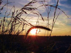 Grass Is Gorgeous At Sunset wallpaper thumb