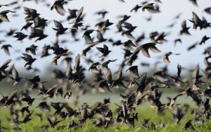A Flock Of Starlings wallpaper thumb