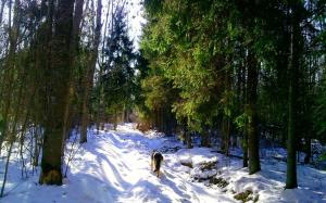 Dog In Snowy Forest wallpaper thumb