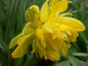 Yellow Narcissus wallpaper thumb