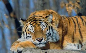 Sleeping Siberian Tiger wallpaper thumb