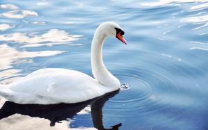 White swan in pond wallpaper thumb