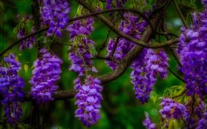 Blue flowers, inflorescence, branch wallpaper thumb