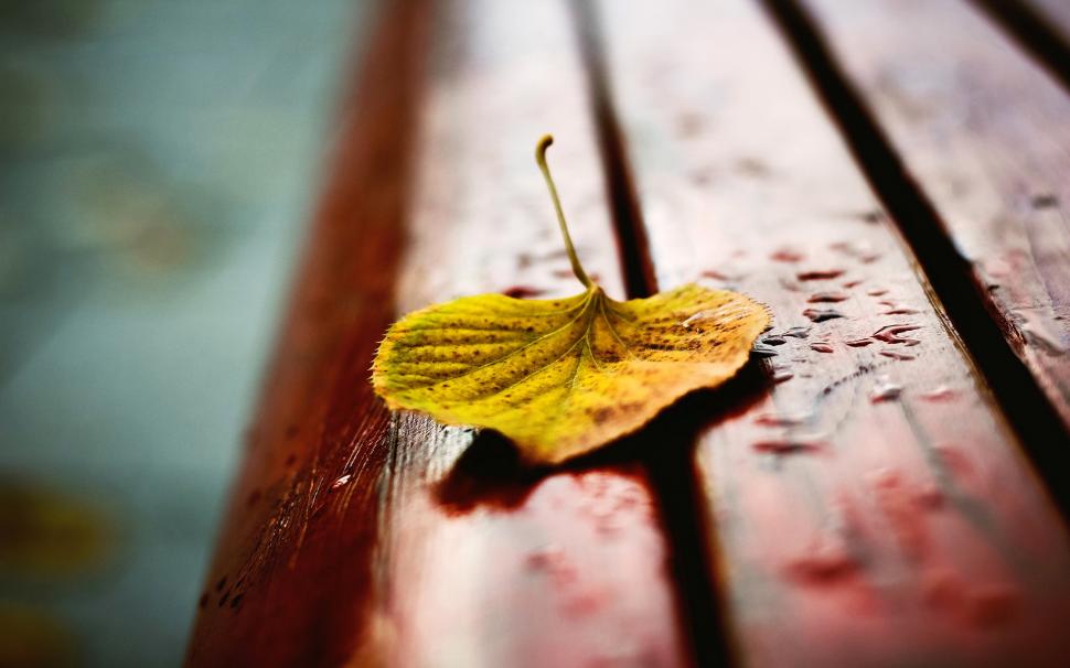 Yellow leaf on bench, water drops, autumn wallpaper,Yellow HD wallpaper,Leaf HD wallpaper,Bench HD wallpaper,Water HD wallpaper,Drops HD wallpaper,Autumn HD wallpaper,1920x1200 wallpaper