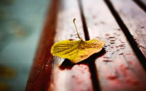 Yellow leaf on bench, water drops, autumn wallpaper thumb