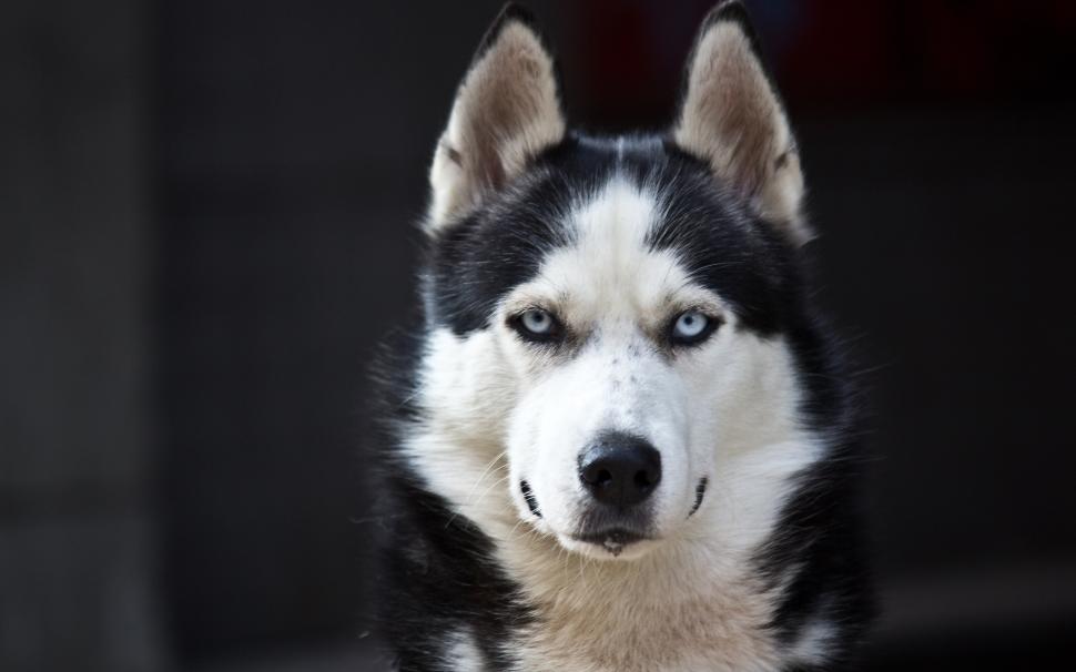 Husky dog, blue eyes, white black wallpaper,Husky HD wallpaper,Dog HD wallpaper,Blue HD wallpaper,Eyes HD wallpaper,White HD wallpaper,Black HD wallpaper,2560x1600 wallpaper
