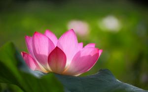 Pink lotus flower, green leaves, blur background wallpaper thumb