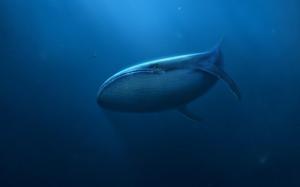 Underwater Whale Art wallpaper thumb