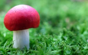 Red Mushroom in Green HD wallpaper thumb
