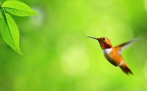 Orange Hummingbird flying wallpaper thumb