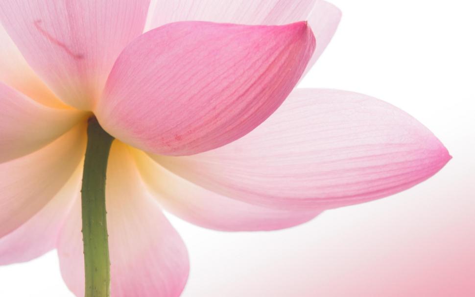Pink Lotus Flower wallpaper,lotus flower HD wallpaper,lotus HD wallpaper,pink HD wallpaper,1920x1200 wallpaper