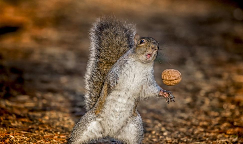 Squirrel, nuts, situation wallpaper,nuts HD wallpaper,protein HD wallpaper,situation HD wallpaper,Squirrel HD wallpaper,1920x1144 wallpaper