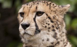 Cheetah, whiskers, eyes, face wallpaper thumb