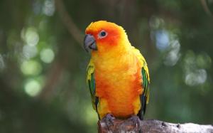 Yellow feathers bird, parrot, macaw wallpaper thumb