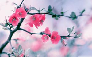 Pink blossoms wallpaper thumb