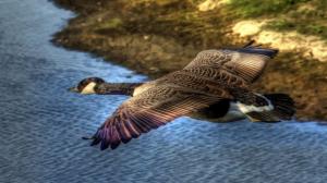 Flying in sky, wild goose wallpaper thumb