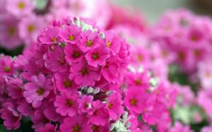 Pink phlox flowers macro wallpaper thumb