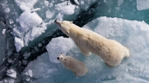 Ice Bear Polar Bear Cub HD wallpaper thumb