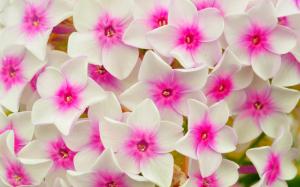 White pink flowers, petals, macro wallpaper thumb