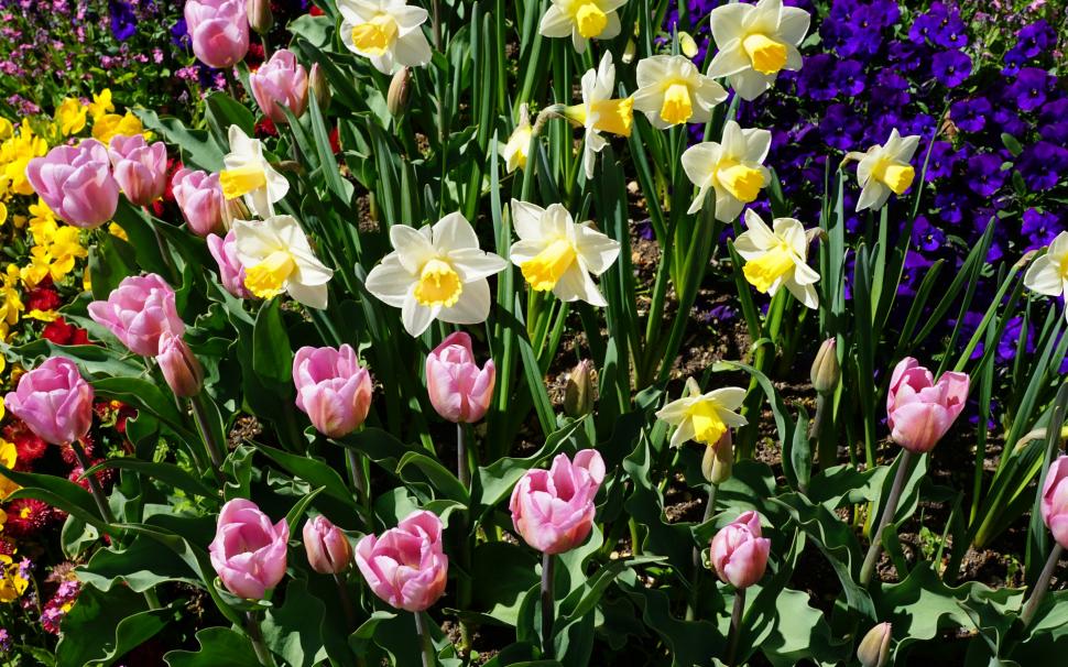 Daffodils tulips wallpaper,daffodils wallpapers HD wallpaper,tulips backgrounds HD wallpaper,flowerbed HD wallpaper,download 3840x2400 daffodils HD wallpaper,  HD wallpaper,2880x1800 wallpaper