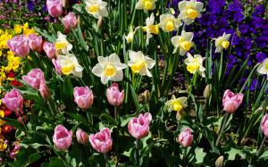 Daffodils tulips wallpaper thumb