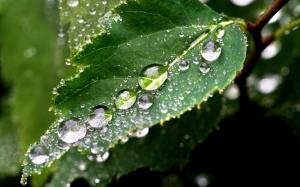 Leaf Water Drops Macro HD wallpaper thumb