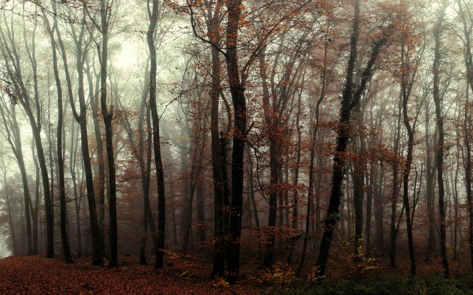 Forest, trees, mist, autumn wallpaper,Forest HD wallpaper,Trees HD wallpaper,Mist HD wallpaper,Autumn HD wallpaper,2560x1600 wallpaper