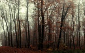 Forest, trees, mist, autumn wallpaper thumb