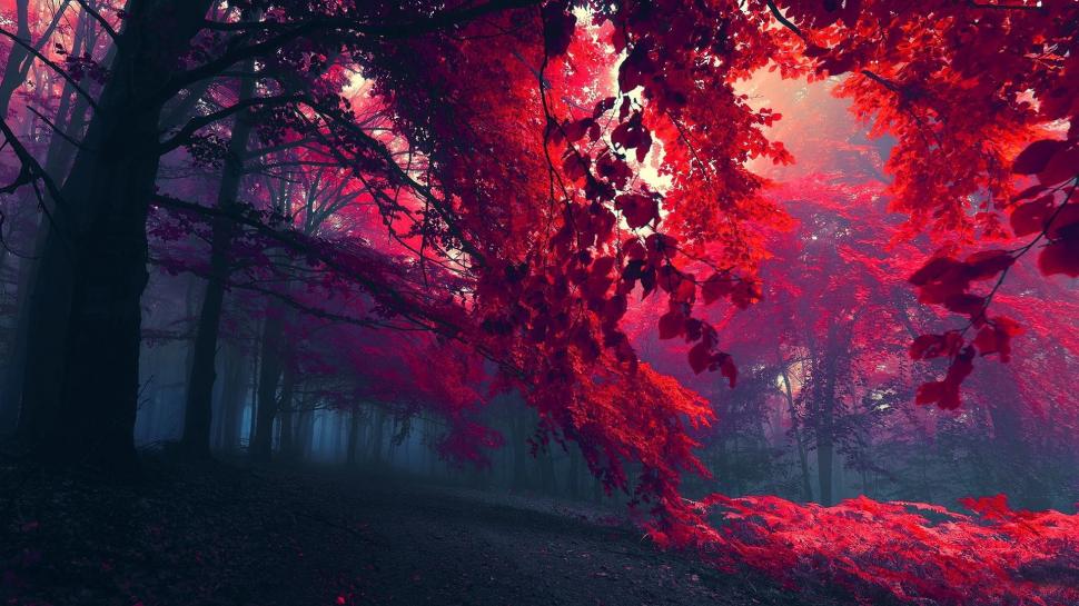 Beautiful forest trees, branches, red leaves, autumn wallpaper,Beautiful HD wallpaper,Forest HD wallpaper,Trees HD wallpaper,Branches HD wallpaper,Red HD wallpaper,Leaves HD wallpaper,Autumn HD wallpaper,1920x1080 wallpaper