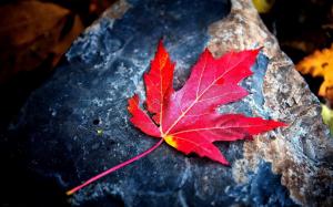 Maple Red Leave wallpaper thumb