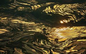 Nature, Landscape, Rice Paddy, China, Sunrise, Gold, Terraced Field, Sunlight wallpaper thumb