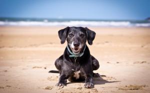 Dog on the beach wallpaper thumb