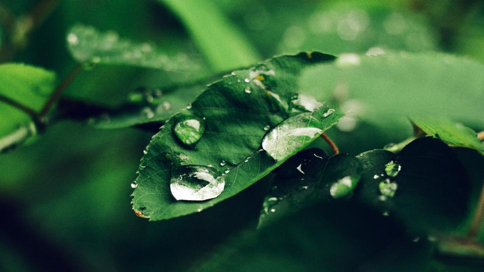 Rain Drops on Green Leaf wallpaper,Plants HD wallpaper,3840x2160 wallpaper