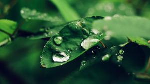 Rain Drops on Green Leaf wallpaper thumb