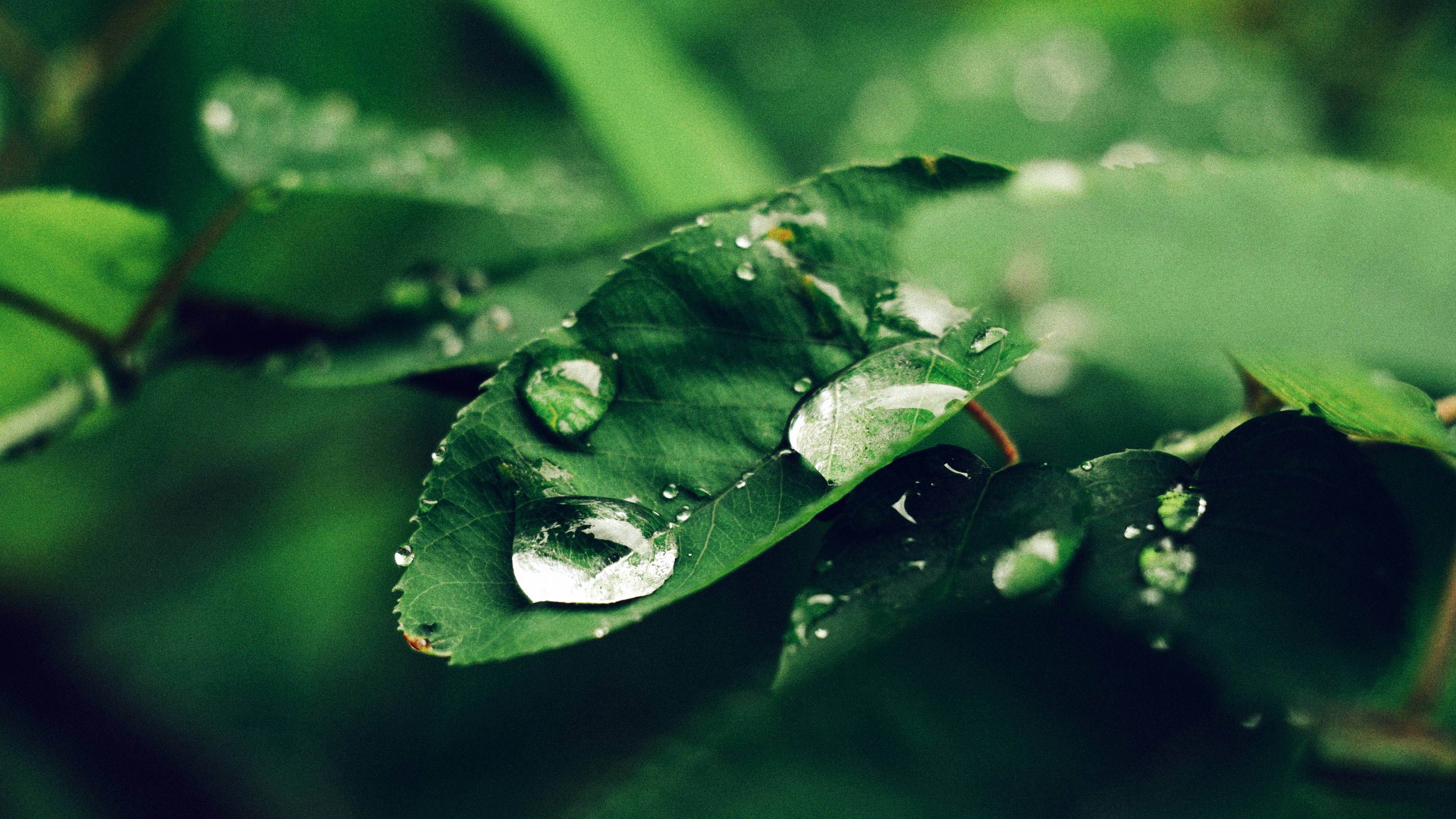 Rain Drops on Green Leaf wallpaper | nature and landscape | Wallpaper Better