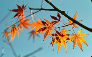 Red maple leaves, blue sky background wallpaper thumb