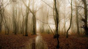 Morning forest, trees, fog, water, autumn wallpaper thumb