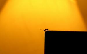 Insects Ants Silhouettes Sunlight Photo Gallery wallpaper thumb