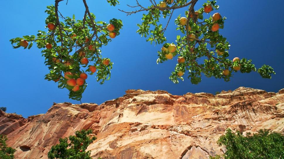 Peach tree wallpaper,nature HD wallpaper,1920x1080 HD wallpaper,tree HD wallpaper,cliff HD wallpaper,1920x1080 wallpaper