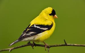 American Goldfinch wallpaper thumb