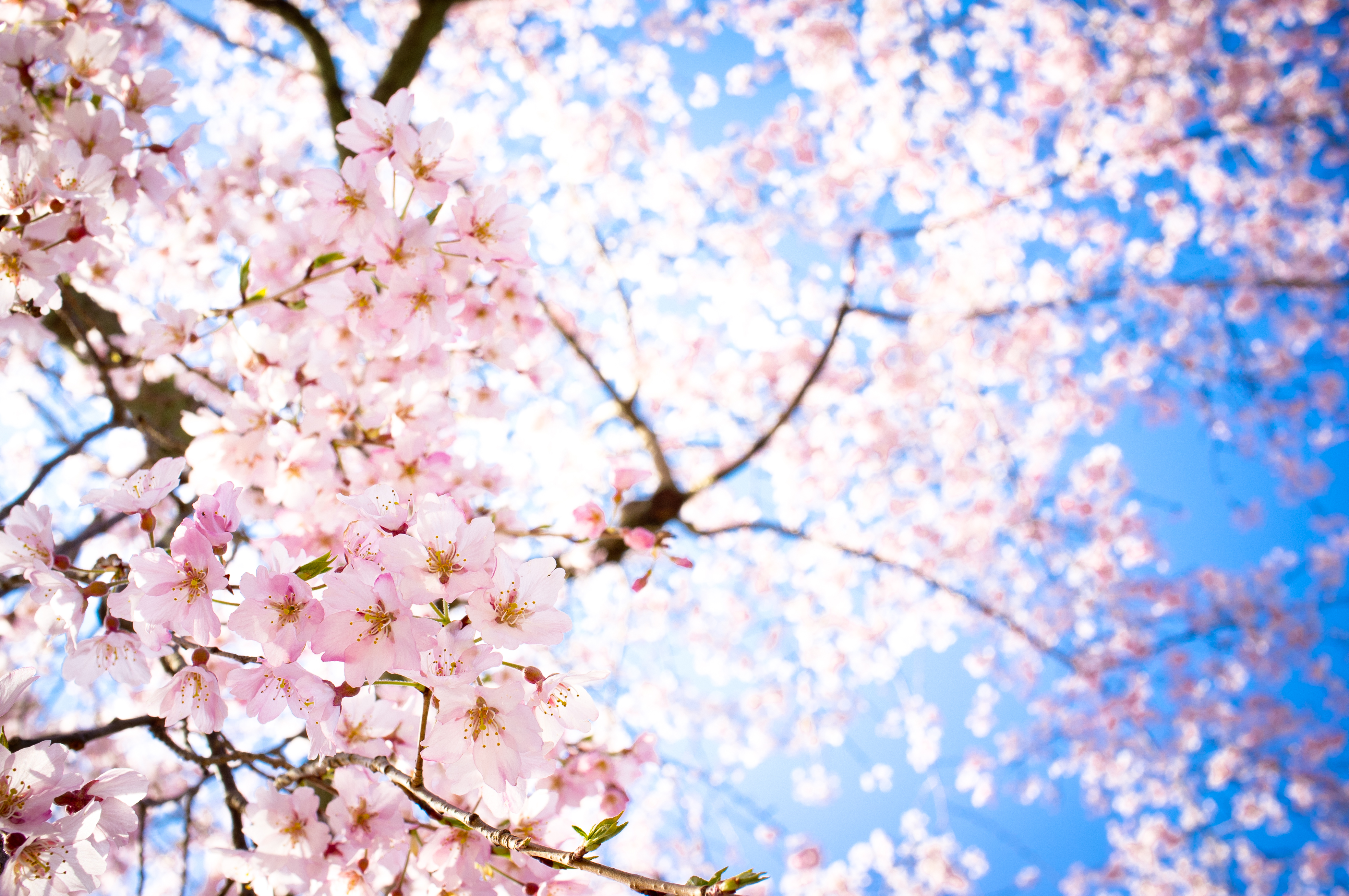 Beautiful Sakura Flower High Definittion Wallpaper Flowers