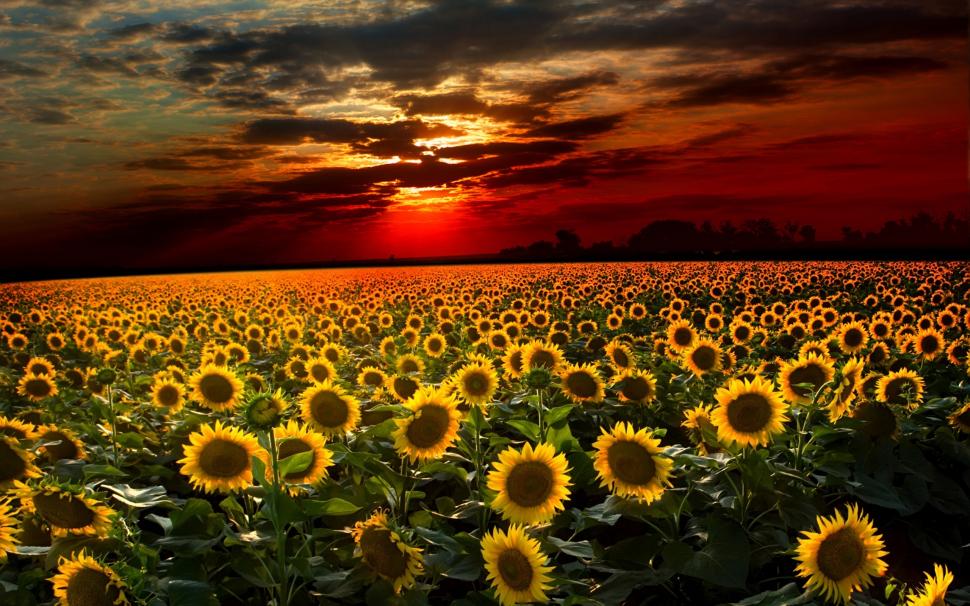 Flowers Sunflower Field Sky Sunset Yellow Flower HD wallpaper  Peakpx