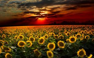 Awesome Sunset Sunflower Field  High Res Pics wallpaper thumb