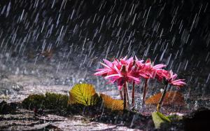 Pink water lilies in heavy rain wallpaper thumb