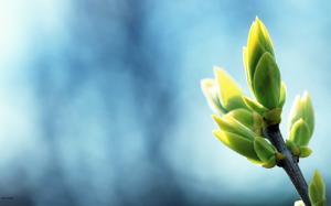 Warm spring green shoots photography wallpaper thumb