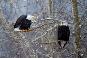 Bald eagle birds on branch wallpaper thumb