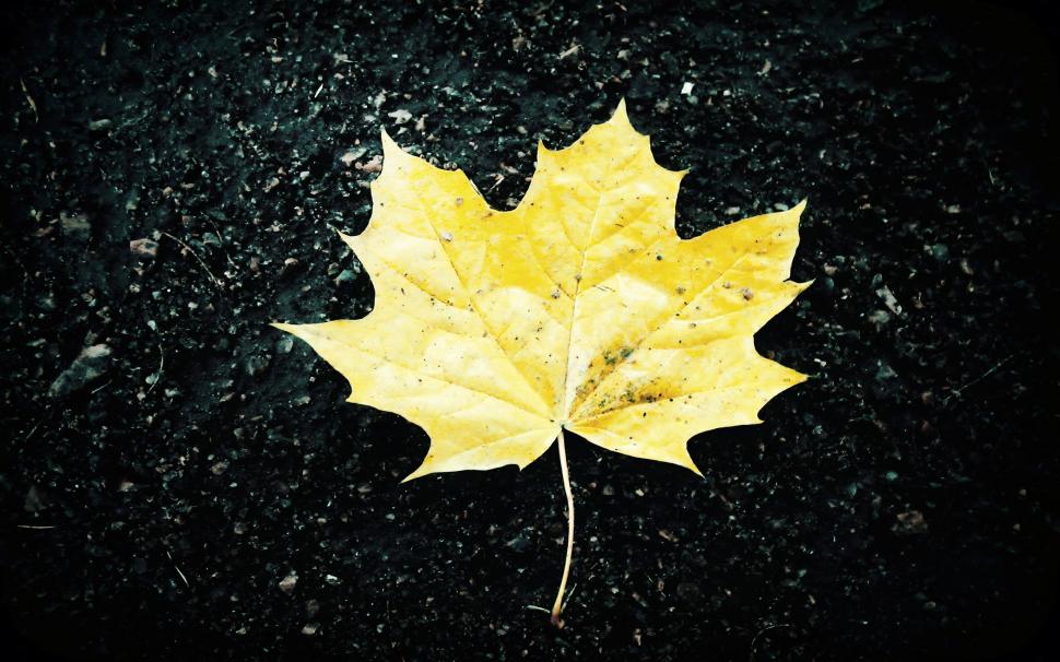 One yellow maple leaf, ground, autumn wallpaper,One HD wallpaper,Yellow HD wallpaper,Maple HD wallpaper,Leaf HD wallpaper,Ground HD wallpaper,Autumn HD wallpaper,2560x1600 wallpaper